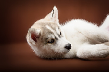 Fototapeta premium Cute little puppy of syberian husky