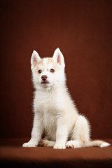 Cute little puppy of syberian husky