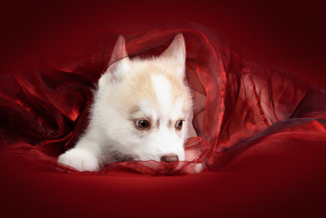 Cute little puppy of syberian husky