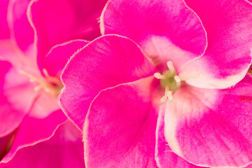 Fototapeta na wymiar pattern petal of Artificial pink flower in texture