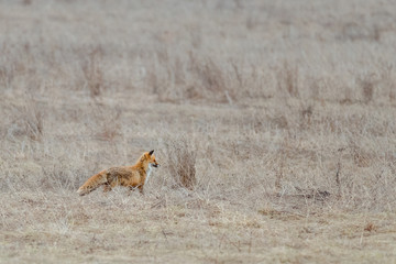 Red fox stay in field. Side view. Russian nature