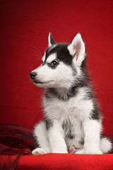 Cute little puppy of syberian husky