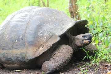 Giant Tortoise Eating
