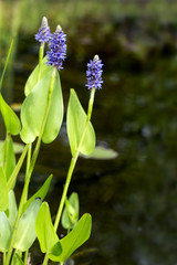 blooming pickerelweed (Pontederia cordata) water plant in the ga