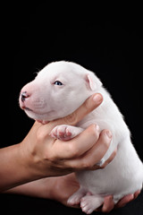 Obraz premium Bull Terrier puppy in decorated studio