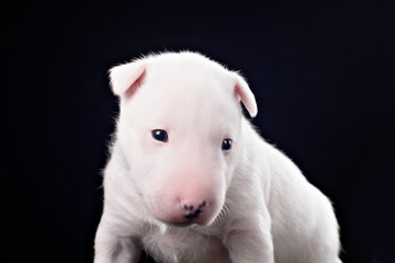 Bull Terrier puppy in decorated studio
