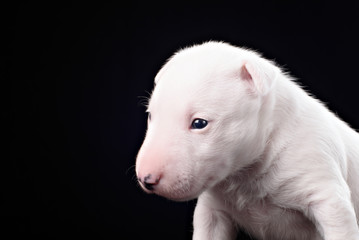 Fototapeta premium Bull Terrier puppy in decorated studio