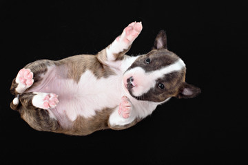 bull terrier