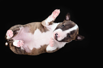 bull terrier
