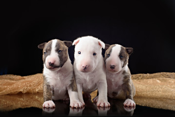 Obraz premium three Bull Terrier puppies with black