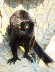 Black lemur