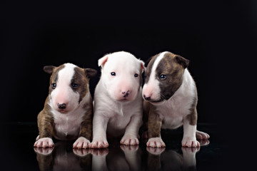 Obraz premium three Bull Terrier puppies with black