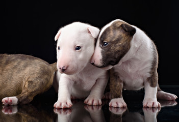 Obraz premium three Bull Terrier puppies with black