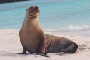 Naklejka premium Galapagos Sea Lion