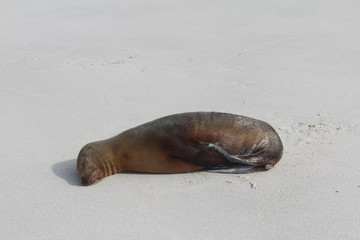 Sleeping Baby Sea Lion