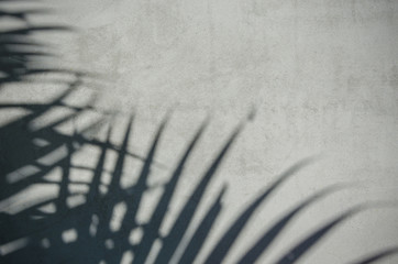 Fototapeta na wymiar palm leaf shadow on the wall