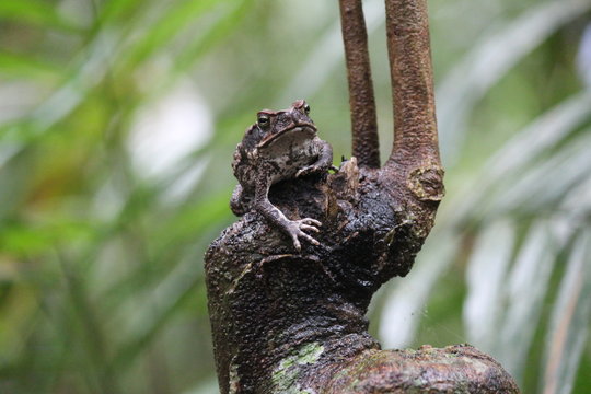 Frog on Branch
