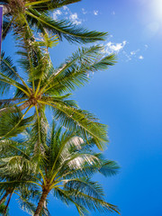 Fototapeta na wymiar Coconut palm trees perspective