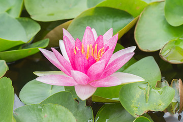 White violet water lily lotus flower.