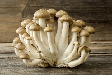 Mushrooms shimeji shot front on on a wooden background 