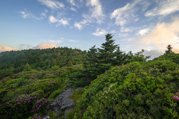 Fototapeta na wymiar The spring Rhododendron blooms on top of Grassy Ridge at the Roan Highlands along the Appalachian Trail on the border of Tennessee/North Carolina