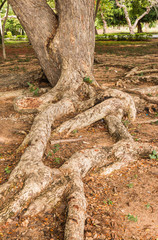 Big root of tree in park