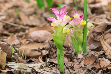 Flower of Curcuma zanthorrhiza (Wan-chak-mot-luk Thainame)