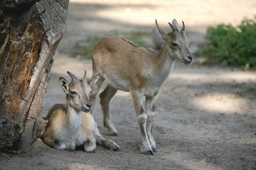 two young goat resting near a tree