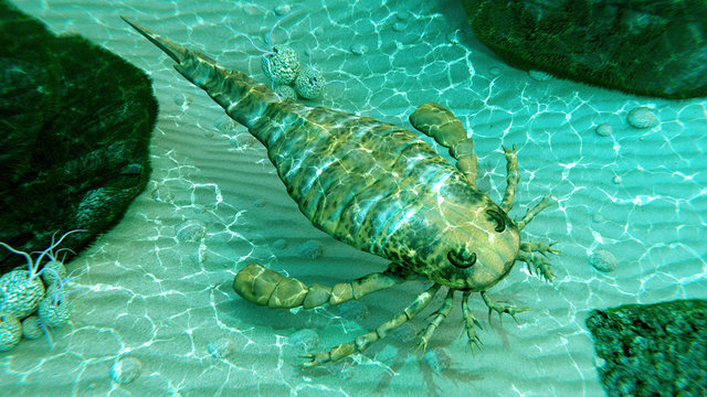 An illustration of eurypterus exploring sea floor. Eurypterids are related to arachnids and include the largest known arthropods to have ever lived (460 to 248 million years ago).