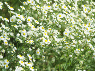 Large field overgrown with small white daisy flowers closeup