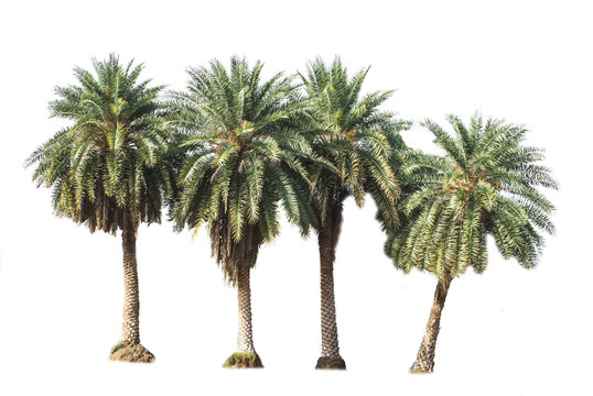 palm trees isolated on a white background