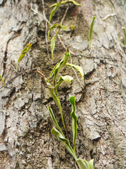 Close-up Parasit Plant