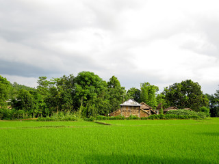 Obraz premium Rice Field