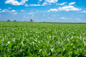 Soybean Field