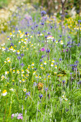 Beautiful flower in garden background