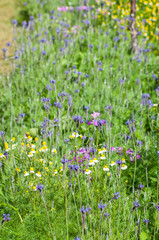 Beautiful flower in garden background