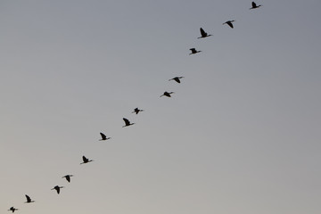 Bird in a row flying in a clear sky, Lake Maracaibo, Venezuela