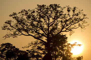 Fototapeta na wymiar Backlit of tree on the Catatumbo River near the Maracaibo Lake.