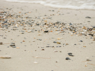 Beach Shell