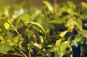 Fototapeta premium Green tea leaves