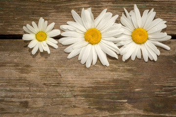 three chamomile flowers on a wooden background with copyspace.