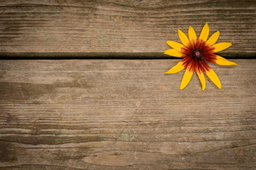 one rudbeckia flower on the wooden background with copy space