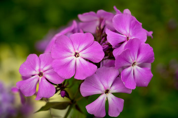 Blooming Phlox paniculata, Polemoniaceae