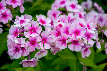 Naklejka na ściany i meble Pink Phlox flower - genus of flowering herbaceous plants
