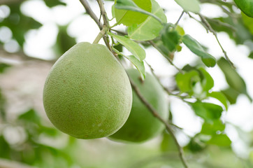 Pomelo fruit hanging on the tree, tropical fruit