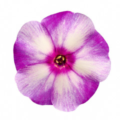 Studio Shot of Violet and Grey Colored Phlox Isolated on White Background. Large Depth of Field (DOF). Macro.