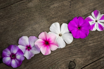 row pf flowers phloxes on a wooden background, closeup top view with copy space for your congratulations text