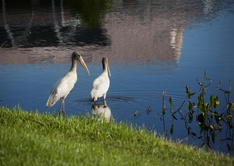Two baby storks on a lake in Florida. Usa. Amerika