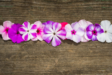 row pf flowers phloxes on a wooden background, closeup top view with copy space for your congratulations text