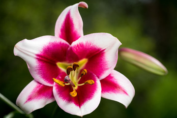 Fototapeta na wymiar Beautiful pink and white Lily flowers